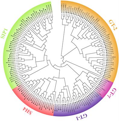Genome-wide characterization and identification of Trihelix transcription factors and expression profiling in response to abiotic stresses in Chinese Willow (Salix matsudana Koidz)